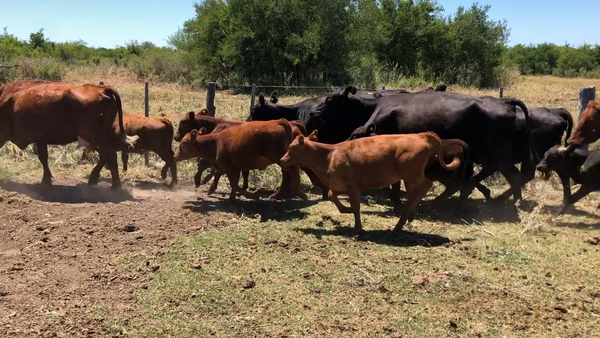 Lote 34 Vacas medio uso C/ cria