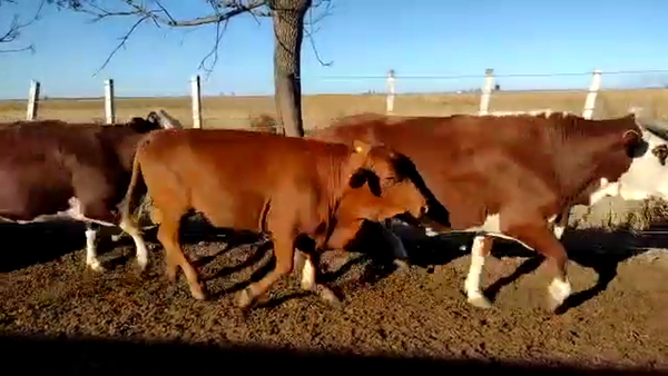 Lote 32 Vacas en Bauer Y Sigel, Santa Fe