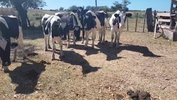 Lote 8 Novillos, San José