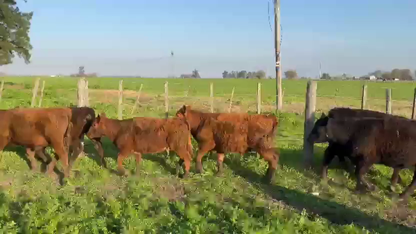 Lote 35 Terneros/as