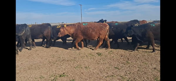 Lote 35 Vientres en Arroyo Algodon, Córdoba