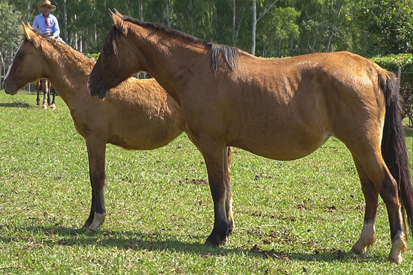 Lote CHAKE LA PUPITA