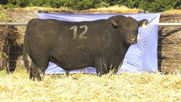 20 - 4188N — TOROS ANGUS PURO CONTROLADO