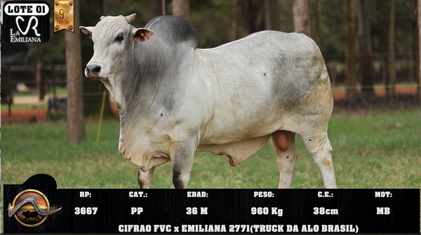 Lote LOTE 1