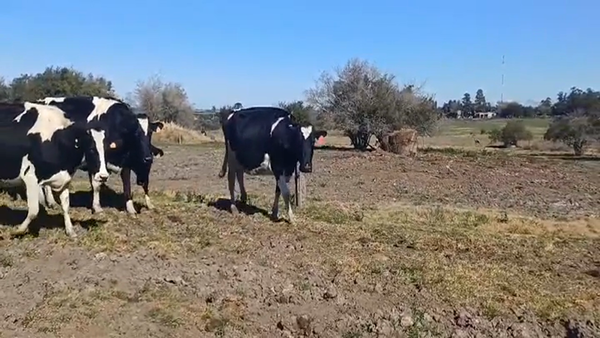 Lote VACA INDUSTRIA