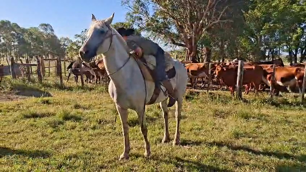 Lote YEGUA