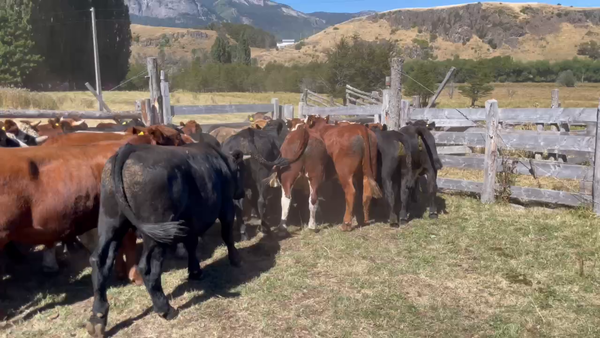 Lote 40 Novillo Engorda en Coyhaique, XI Región Aysén
