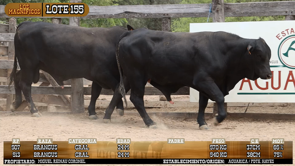Lote LOTE 155 - PANTALLA