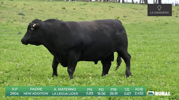 Lote Angus de La Ganadera
