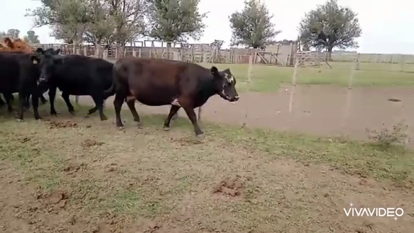 Lote 120 Vacas  en Gral. Lamadrid, Buenos Aires