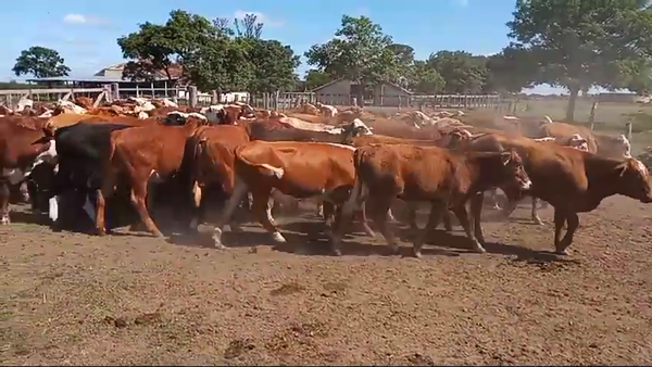 Lote 107 Terneros/as en Corrientes, Curuzú-Cuatiá