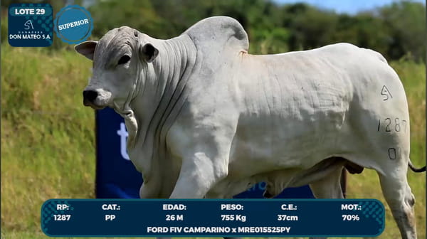 Lote LOTE 29