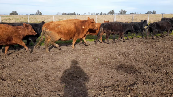 Lote 30 Terneras en Benito Juarez