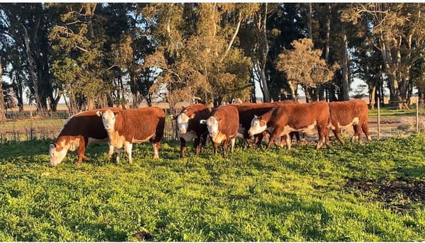 Lote Vivoratá Vaquillonas PR - Preñadas parición otoño 2022