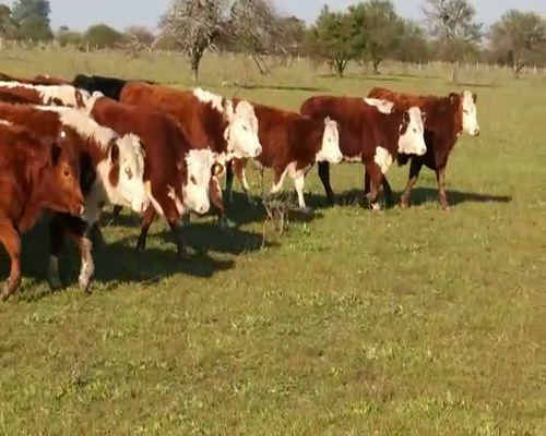 Lote 60 Terneros/as en Entre Ríos, Villaguay