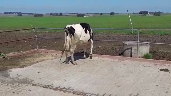 Lote (Vendido)Industria 470kg -  en ISMAEL CORTINAS