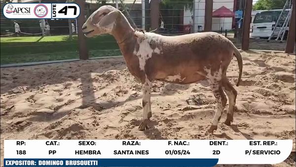 Lote LOTE 47