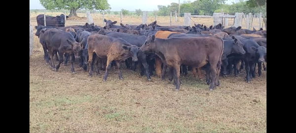 Lote 63 Terneros/as en Villaguay, Entre Ríos