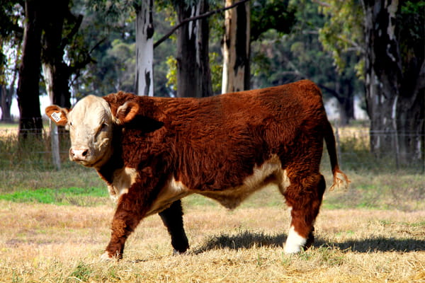 Lote TORO PURO DE PEDIGREE (Corral 20)