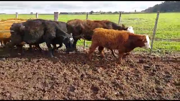 Lote 24 piezas de cria