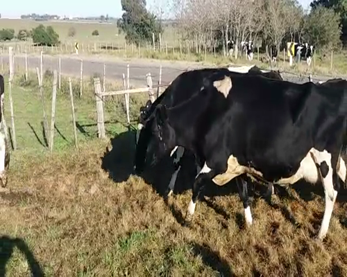 Lote (Vendido)7 Vacas de Invernada 630kg -  en RUTA 52