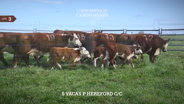Lote VACAS HEREFORD