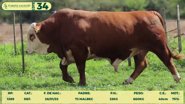 Lote LOTE 34