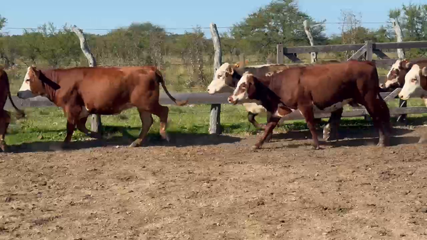 Lote 53 Vaquillonas C/ gtia de preñez en Entre Ríos, San Jaime