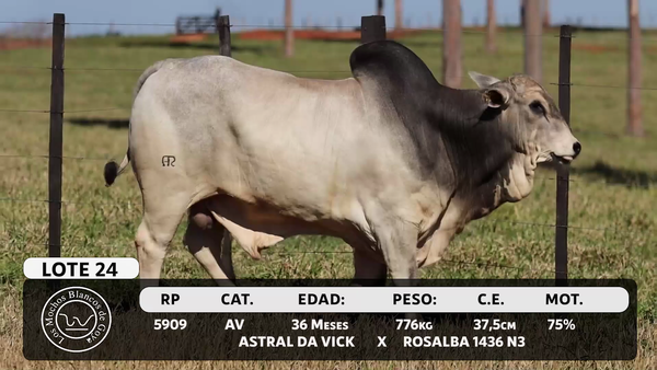 Lote LOTE 24