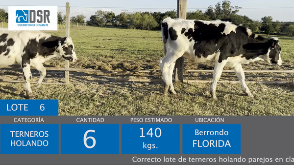 Lote 6 Terneros, Florida