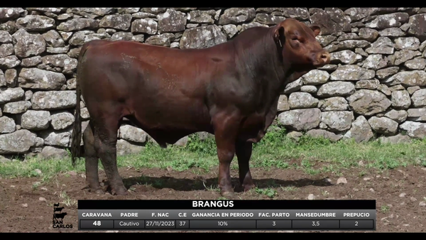 Lote 3 Toros, Artigas