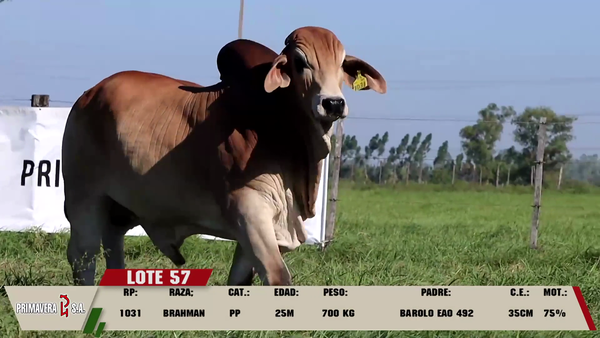Lote LOTE 57