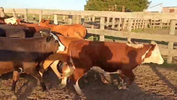 Lote 65 Vaquillonas en San Salvador, Entre Ríos