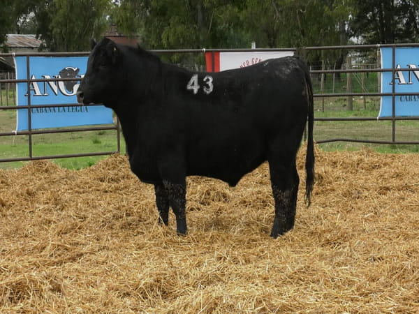 Lote TOROS ANGUS NEGROS PC