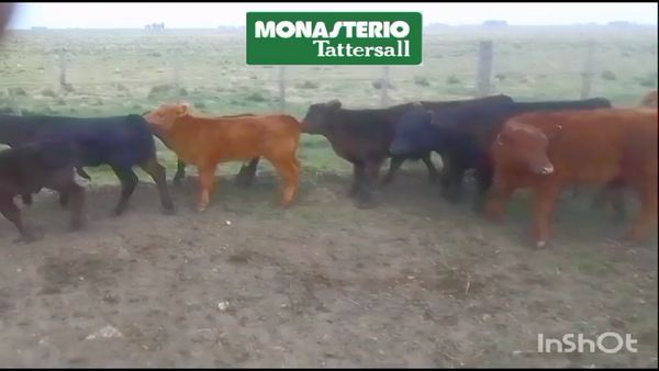 Lote Terneros/as en Benito Juárez, Buenos Aires