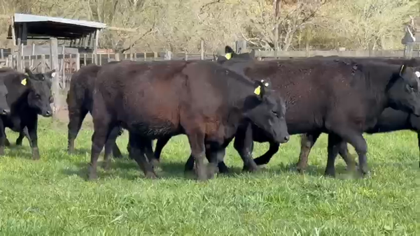 Lote Vaquillonas PC preñadas