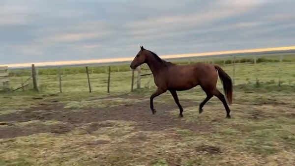 Lote POTRILLO