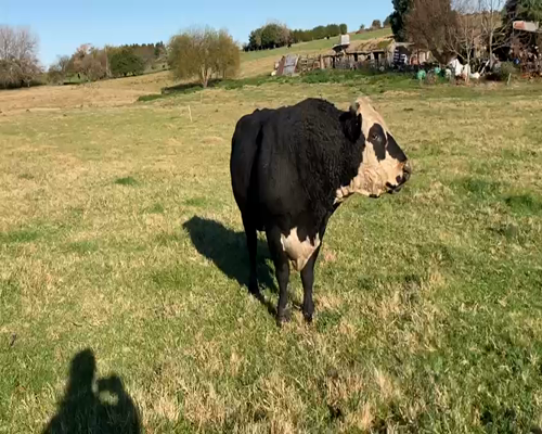 Lote (Vendido)Toros 800kg -  en NUEVA HELVECIA