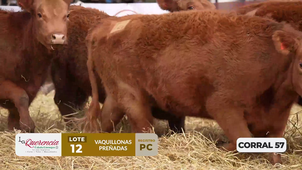 Lote VAQUILLONAS PC PREÑADAS PARICIÓN PRIMAVERA 2026