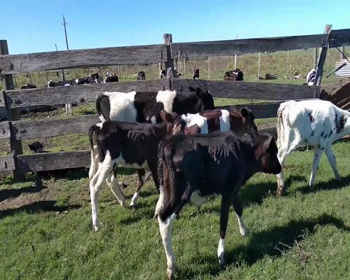 Lote Terneras