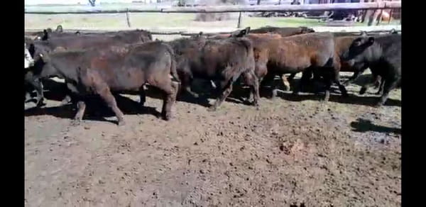 Lote 65 Terneros/as en Urdinarrain, Entre Ríos