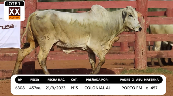Lote LOTE 1