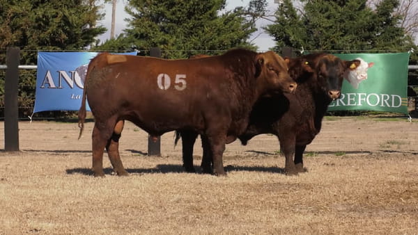 Lote TOROS ANGUS PUROS CONTROLADOS