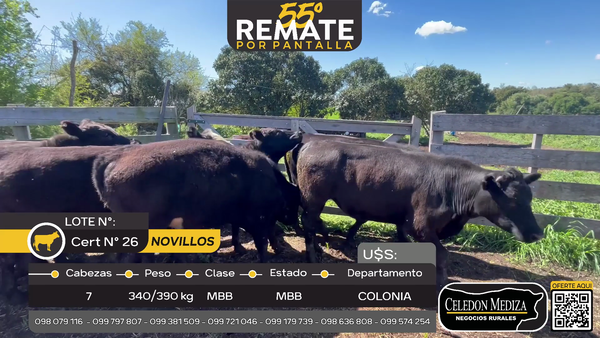 Lote 7 Novillos en Ruta 106 , Colonia