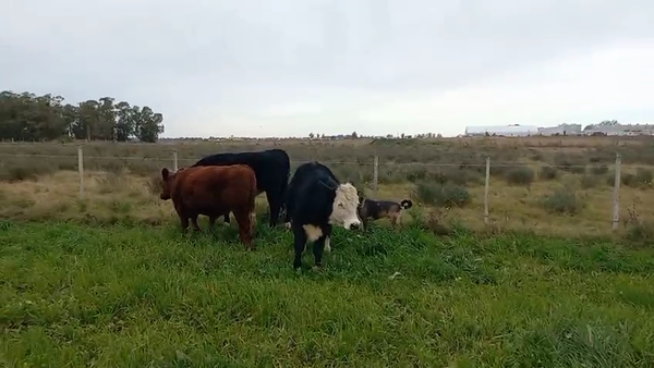 Lote 3 Novillos, San José