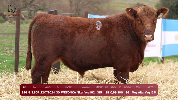 Lote Lote 3 Toros - RP 826