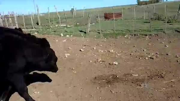 Lote 15 Terneros cruza angus