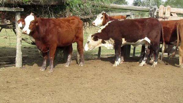Lote VAQUILLONAS CABAÑA EL TATU