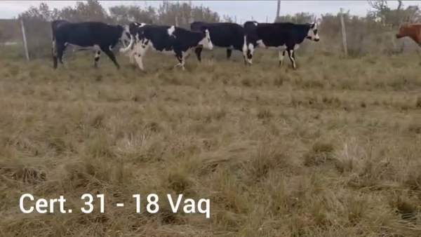 Lote VAQUILLONAS