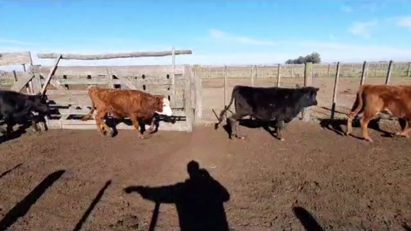 Lote 65 TERN. MACHOS Y HEMBRAS, TAPALQUE, BS. AS.